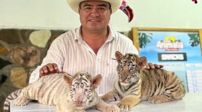 Jaguares, tigres, monos, pumas… animales corren peligro por la falsa «conservación»