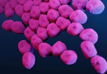 Bacteria mortal resistente a antibióticos se hospeda en animales, plantas y hasta en el agua: ¿Se contagia en humanos?