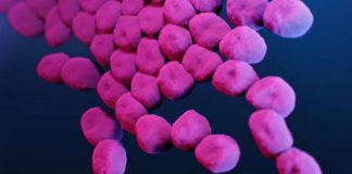 Bacteria mortal resistente a antibióticos se hospeda en animales, plantas y hasta en el agua: ¿Se contagia en humanos?