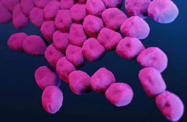 Bacteria mortal resistente a antibióticos se hospeda en animales, plantas y hasta en el agua: ¿Se contagia en humanos?