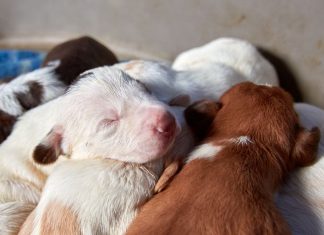 Ya entró en vigor la Ley de Bienestar Animal que prohíbe tener camadas de perros y gatos sin autorización