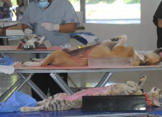Convocan a jornada de esterilización canina y felina en Chetumal