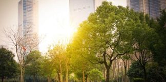 Oaxaca impulsa la conservación de árboles con apoyo de la dasonomía urbana