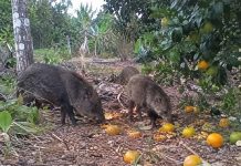 La escasez de maíz cambia el comportamiento de la fauna en la Zona Maya