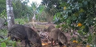 La escasez de maíz cambia el comportamiento de la fauna en la Zona Maya
