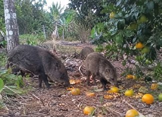 La escasez de maíz cambia el comportamiento de la fauna en la Zona Maya