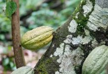 Alimentación para el Bienestar prevé producción de 10 mil toneladas de cacao en Tabasco