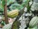 Alimentación para el Bienestar prevé producción de 10 mil toneladas de cacao en Tabasco