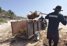 Ambientalistas y empresarios se unen para fortalecer la imagen y sustentabilidad de Tulum
