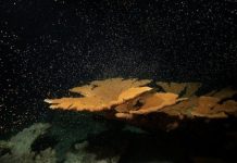 Recolectan gametos de coral Cuerno de Alce para fortalecer arrecifes del Caribe Mexicano