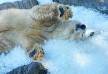 Osos polares del Zoo de Praga combaten el calor con toneladas de hielo