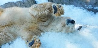 Osos polares del Zoo de Praga combaten el calor con toneladas de hielo