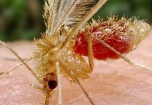 Quintana Roo lidera casos de la “enfermedad de la mosca chiclera”
