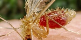 Quintana Roo lidera casos de la “enfermedad de la mosca chiclera”
