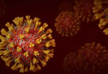 Propagación del virus del Nilo Occidental preocupa a Italia
