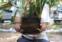 Advierten sobre el peligro de plantar especies exóticas en la Península