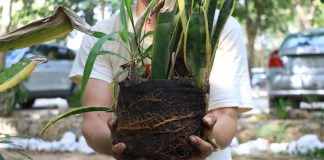 Advierten sobre el peligro de plantar especies exóticas en la Península