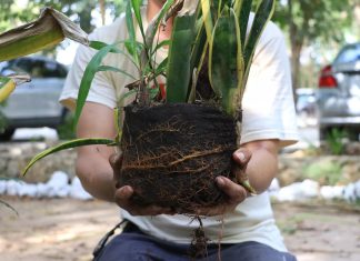 Advierten sobre el peligro de plantar especies exóticas en la Península