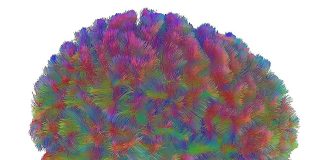 El atlas más completo de la corteza prefrontal muestra que el cerebro madura a los 24 años