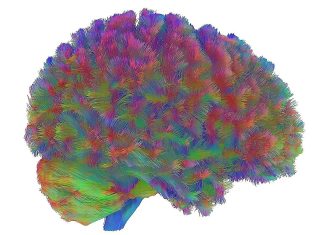 El atlas más completo de la corteza prefrontal muestra que el cerebro madura a los 24 años