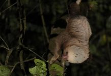 Por qué los vertebrados (y los humanos) no sobrevivirían sin los insectos