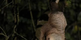 Por qué los vertebrados (y los humanos) no sobrevivirían sin los insectos