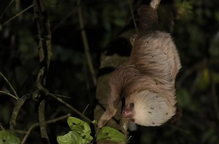 Por qué los vertebrados (y los humanos) no sobrevivirían sin los insectos