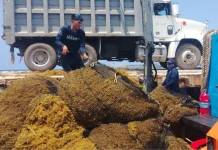 Plantea Concanaco estrategia para enfrentar el sargazo en el Caribe Mexicano; incluye solicitar incentivos