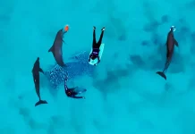 Profepa ve posible traslado de los delfines de Dolphin Connection Cancún