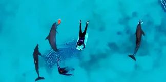 Profepa ve posible traslado de los delfines de Dolphin Connection Cancún
