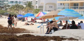 Tasan en 11,500 mdd pérdidas anuales por sargazo en Q. Roo