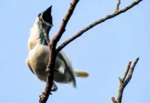 Científicos hallan a las aves más ruidosas del mundo, incluso más que las motosierras y martillos neumáticos
