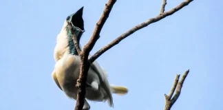 Científicos hallan a las aves más ruidosas del mundo, incluso más que las motosierras y martillos neumáticos