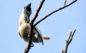 Científicos hallan a las aves más ruidosas del mundo, incluso más que las motosierras y martillos neumáticos