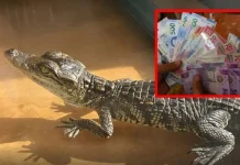 Multarán con más de 5 millones de pesos a quienes tengan esta mascota en su casa