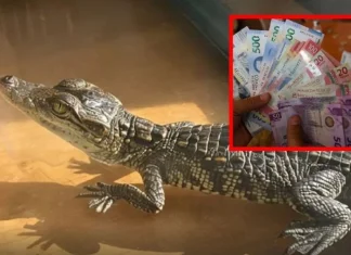 Multarán con más de 5 millones de pesos a quienes tengan esta mascota en su casa
