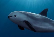 Sheinbaum defiende la reducción del área protegida para vaquita marina por bienestar de pescadores
