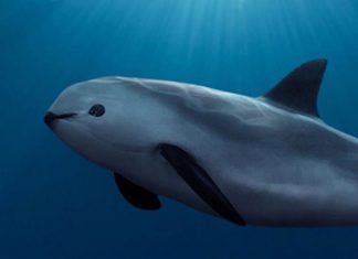 Sheinbaum defiende la reducción del área protegida para vaquita marina por bienestar de pescadores