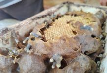 Cultivan plantas para que las abejas tengan alimento todo el año