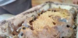 Cultivan plantas para que las abejas tengan alimento todo el año