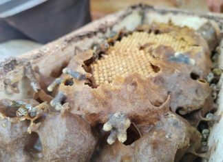 Cultivan plantas para que las abejas tengan alimento todo el año