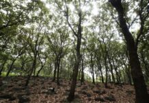 Colonos de Cuajimalpa denuncian tala de árboles sanos en la zona del Ocotal