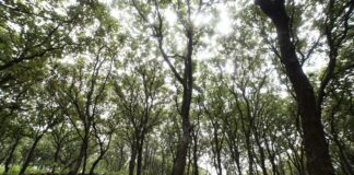 Colonos de Cuajimalpa denuncian tala de árboles sanos en la zona del Ocotal
