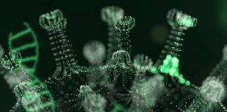 Ecología de los virus otoñales: cuáles son los más frecuentes y cómo interfieren entre sí