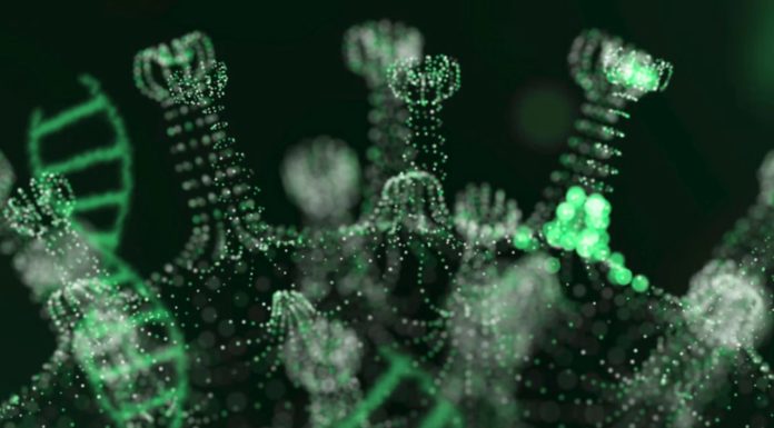 Ecología de los virus otoñales: cuáles son los más frecuentes y cómo interfieren entre sí