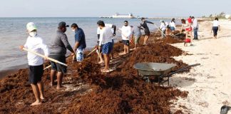 Recale de sargazo dejó de ser estacional; se esperan oleadas todo el año