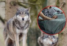 Niña de 8 años es atacada por una manada de lobos durante visita a un parque de animales; está grave