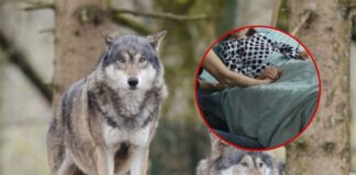 Niña de 8 años es atacada por una manada de lobos durante visita a un parque de animales; está grave