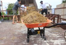 Sargazo caribeño también es utilizado por cerveceras globales