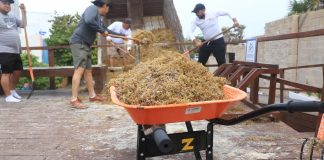 Sargazo caribeño también es utilizado por cerveceras globales
